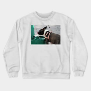 Thirsty Dog Crewneck Sweatshirt